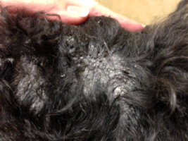 Sebaceous Adenitis Mar Vista Animal Medical Center